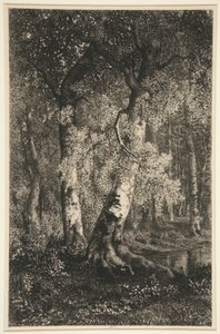 山毛榉