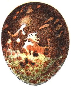 蜂蜜秃的蛋（Pernis apivorus），1923年 作者 阿道夫·菲利普·米洛