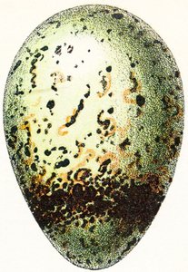 海鸠蛋，1923年 作者 阿道夫·菲利普·米洛