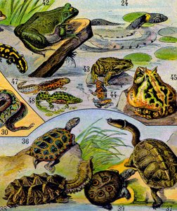 爬行动物和两栖动物的例证c.1923 作者 阿道夫·菲利普·米洛