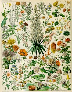 开花植物c.1923的例证