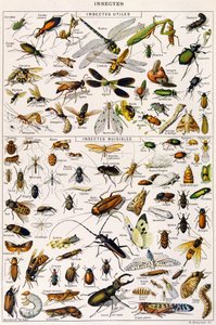 有用昆虫和害虫的插图 c.1923（石版画）