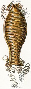 1923年，猫鲨（Scyliorhinus）的脊蛋壳 作者 阿道夫·菲利普·米洛
