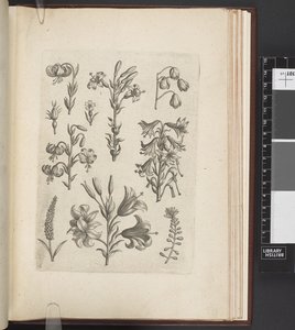 植物插图，"Florilegium ab Hadriano Collaert cælatum et a Philip.Gallæo editum"，安特卫普 作者 Adriaen（之后）Collaert