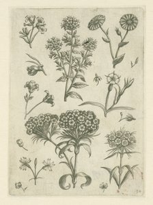 西洋蓍草和其他花卉
花卉》（丛书名） 作者 西奥多·加勒