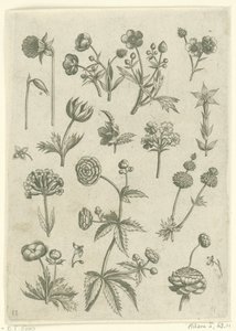 小牡丹、报春花和毛茛
花卉（系列名称） 作者 西奥多·加勒