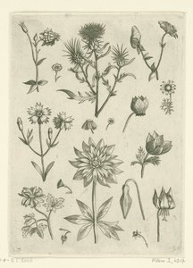 各种花卉，包括水仙和仙客来
花卉（系列名称） 作者 西奥多·加勒