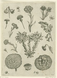 各种花卉，包括菊花和蓟花
花卉（系列名称） 作者 西奥多·加勒