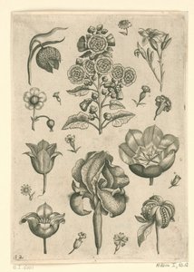 各种花卉，包括鸢尾和紫罗兰
花卉（系列名称） 作者 西奥多·加勒
