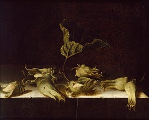 榛子的静物，1696年 作者 阿德里安·库尔特
