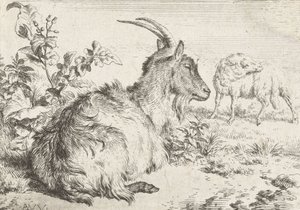 躺着的山羊，1670年 作者 阿德里亚恩·范·德·韦尔德
