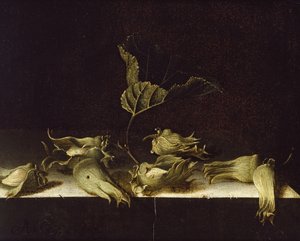 榛子静物，1696年（纸上油）