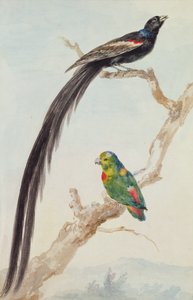 一只长尾的寡妇和一只蓝冠鹦鹉，1783年（粉笔，卫生纸和铅笔在纸上）