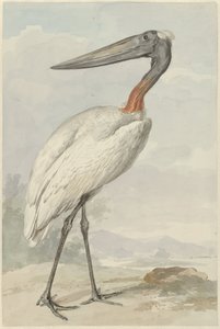 贾比罗（Jabiroe mycteria)