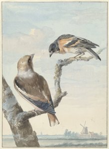 两只鸟：一只苹果雀（Coccothraustes coccothraustes）和一只饲养员（Fringilla montifringilla）