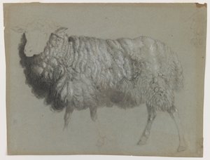 一种母羊的研究，c.1855（灰绿色纸上的石墨，蜡笔和粉笔） 作者 阿尔伯特·比尔施塔特