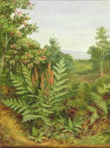 金银花和蕨类植物 作者 阿尔伯特·杜勒·卢卡斯