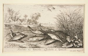Aculeatus siue Spinachia.L 作者 阿尔伯特·弗拉芒（Albert Flemish）