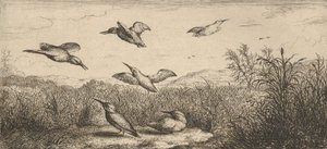 Alcedo, Martin-pescheur The Kingfisher：Livre d