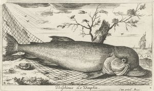 渔网中的海豚
Delphinus Le Dauphin（物体上的标题）
鱼类和其他海洋动物--咸水第三辑（系列名称）
Poissons de mer（系列名称） 作者 雅克·范梅伦