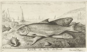 海滩上的三条鱼
Pulchella, olim trichis.La Pucelle。(物体上的标题）
鱼类和其他海洋生物--咸水第一辑（系列名称）
Diverses Especes de Poissons de mer（系列名称）