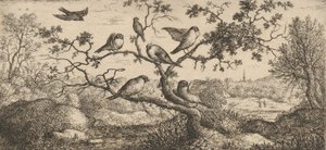 Ficedula, Piuoyne The Bullfinch：Livre d