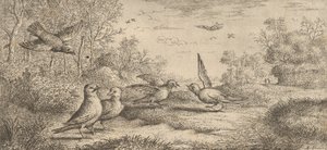 Garrulus, Gey The Jay：Livre d