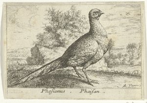 雉鸡景观
Phasianus。辉山（物体上的标题）。
十三种鸟（系列名称）
Diuersae Auium Specie（系列标题）