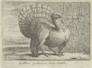 风景与火鸡
Gallus indicus，Coq d