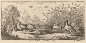 红腿山鹑（Pedrix rubra），红腿山鹑 作者 阿尔伯特·弗拉芒（Albert Flemish）