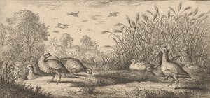 Perdix rubra, Perdix rouge The Red-Legged Partridge：Livre d