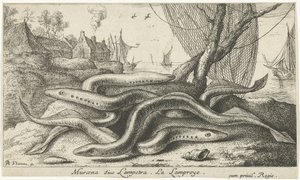 岸边的河灯鱼
Muraena siue Lampetra.La Lamproye.(物体上的标题）
鱼类和其他海洋动物 - 淡水第二辑（系列名称）
淡水鱼第二辑（系列名称） 作者 雅克·范梅伦