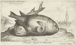 海滩上的两只江豚
Phocana, Espesce de Marsoüin，（物体上的标题）
鱼类和其他海洋动物--咸水第三辑（系列名称）
Poissons de mer（系列名称） 作者 阿尔伯特·弗拉芒（Albert Flemish）