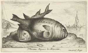 海滩上的两只江豚
Phocana, Espesce de Marsoüin，（物体上的标题）
鱼类和其他海洋动物--咸水第三辑（系列名称）
Poissons de mer（系列名称）