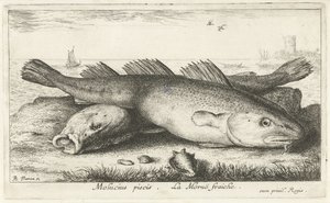 海滩上的两只卡伯熊
Molucius piscis.Le Moruë fraiche.(物体上的标题）
鱼类和其他海洋动物 - 海水第二系列（系列名称）
Poissons de mer（系列名称） 作者 阿尔伯特·弗拉芒（Albert Flemish）
