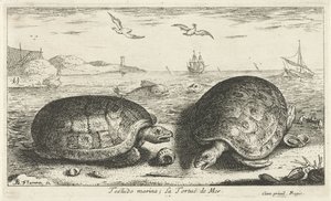 海滩上的两只海龟
Testudo marina; La Tortuë de Mer（物品上的标题）
鱼类和其他海洋动物 - 海水第二系列（系列名称）
Poissons de mer（系列名称） 作者 阿尔伯特·弗拉芒（Albert Flemish）