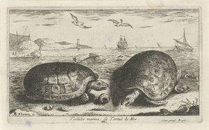 海滩上的两只海龟
Testudo marina; La Tortuë de Mer（物品上的标题）
鱼类和其他海洋动物 - 海水第二系列（系列名称）
Poissons de mer（系列名称） 作者 阿尔伯特·弗拉芒（Albert Flemish）