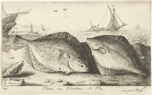 海滩上的两条鲽鱼
Flesus siue Fleteletus.La flez.(物体上的标题）
鱼类和其他海洋动物--咸水第一辑（系列名称）
Diverses Especes de Poissons de mer（系列名称） 作者 雅克·范梅伦