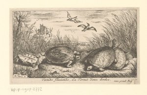 草和芦苇之间的四只淡水龟 Testudo Fluviatilis, La Tortuë d