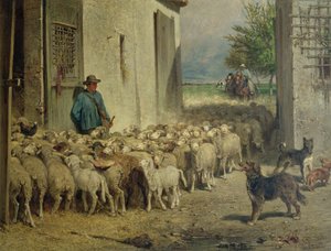 1860年回到羊圈
