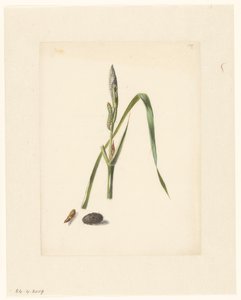 研究鸢尾花与毛毛虫、蚕茧下的毛毛虫和纺入的毛毛虫
