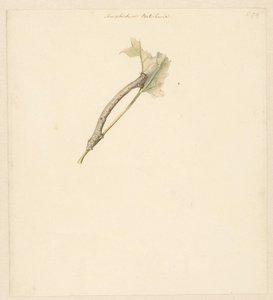 带毛毛虫 "Amphidasis Betularia "的学习单 作者 阿尔伯特·斯坦伯格