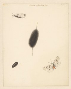 显示 Aretia Menthastri 的毛虫、茧和展翅飞蛾的研究表