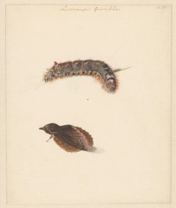 有毛虫和飞蛾的研究叶，Lasiocampa Quireifolia
