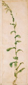 烟草厂，16世纪第一季度。 作者 阿尔布雷希特丢勒