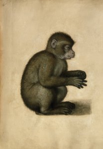 猴子-水彩画，A.Dürerattrib。 作者 阿尔布雷希特丢勒
