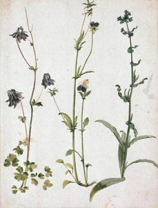 哥伦布、三色堇和牛舌草，16世纪前半期 作者 阿尔布雷希特丢勒