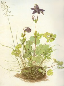 阿尔布雷希特-D-哥伦布 作者 阿尔布雷希特丢勒