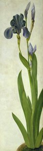 虹膜（厕所和水粉在纸上） 作者 阿尔布雷希特丢勒