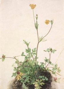 毛茛、红三叶草和车前草，1526年。 作者 阿尔布雷希特丢勒